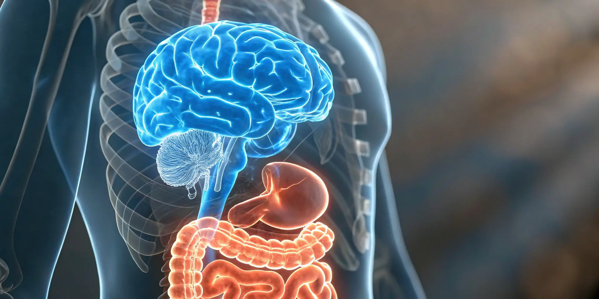 Gut and brain health connection